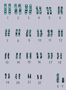 image of 22 pairs of chromosomes