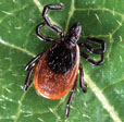 Shrews carry Lyme disease ticks, new research shows.