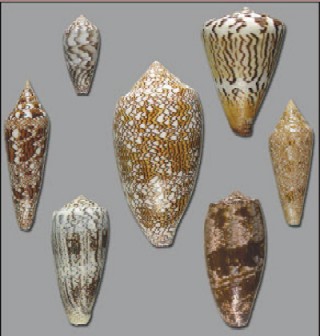 photo of Cone Snail shells