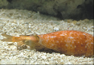 photo of Cone Snail eating a fish