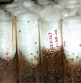 flies in vials stacked side by side