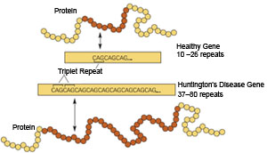 The DNA in brain cells of people with Huntington's has been partially amplified, leading to as many as 80 'triplet repeats' of the bases C, A, and G.