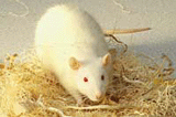 photo of a laboratory rat