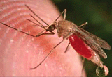 Photo of mosquito on skin