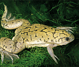 Xenopus laevisis-clawed frog image