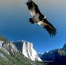 Picture of Flying Eagle