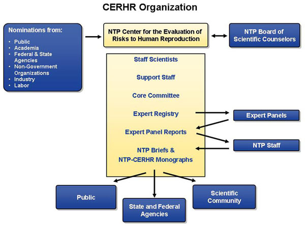 Center organization chart