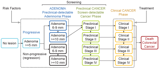 Example of a colorectal microsimulation