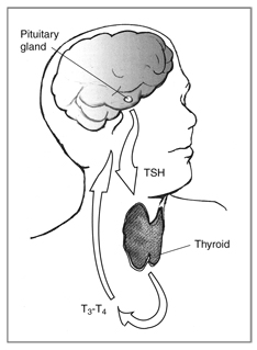 Drawing of the head and neck showing the thyroid and pituitary glands, and the flow of the hormones TSH, T3, and T4 between the two glands.