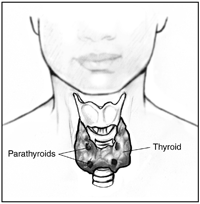 Illustration of location of thyroid and parathyroids.