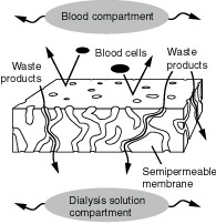 Illustration of a dialyzer membrane