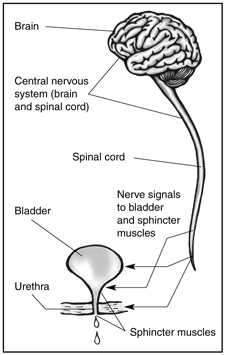 Nerves carry signals from the brain through the central nervous system (brain and spinal cord), then down the spinal cord to both the bladder and the sphincter.
