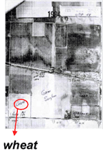 A black and white aerial photograph with the locations of crops indicated