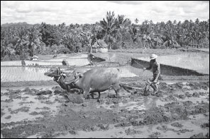 Image of South East Asians with a water buffalo
