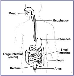 Drawing of the digestive tract with labels pointing to the mouth, esophagus, stomach, small intestine, ileum, large intestine (colon), rectum and anus.