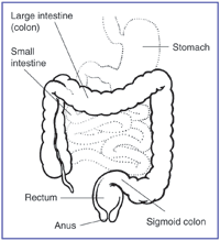 Illustration of the intestines.