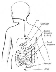 Drawing of a child’s gastrointestinal tract with labels pointing to the liver, stomach, large intestine (colon), small intestine, rectum, and anus.