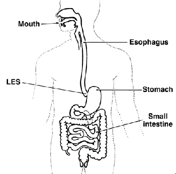 Digestive system noting the mouth, esophagus, lower esophageal sphincter (LES), stomach, and small intestine