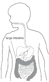 Illustration of large intestine.