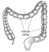 Healthy nerve cells