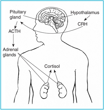 Drawing of the brain and adrenal glands with the hypothalamus, pituitary gland, and adrenal glands labeled and arrows diagramming the effect of CRH on ACTH and the effect of ACTH on cortisol.