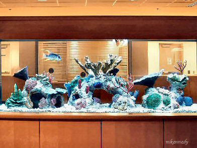 View of one of several aquariums in the Clinical Center