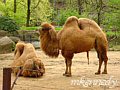 Photo of two camels in the zoo.