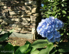 Blue hydrangia against a stone wall