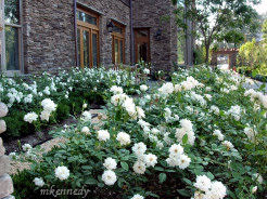 Another view of the white flower garden