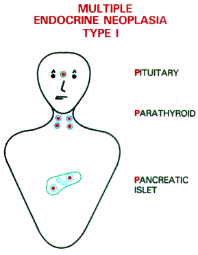 diagram showing that multiple endocrine neoplasia type 1 affects multiple glands in the body, including the pituitary, parathyroid, and pancreatic islet glands