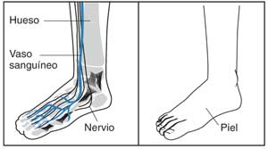 Dos imagenes de un pie, el primero muestra los huesos, los vasos sanguíneos y los nervios, y el segundo muestra la piel