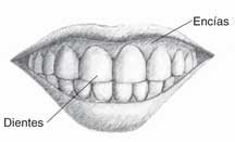 Ilustración de una boca con los dientes y las encías etiquetadas.