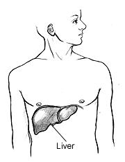 Image of the location of the liver in the human body.