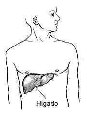 Ilustración mostrando donde queda el hígado en el cuerpo humano.