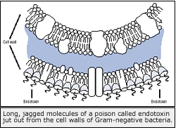 Illustration of endotoxin molecules and cell wall. Caption: Long, jagged molecules of a poison called endotoxin jut out from the cell walls of Gram-negative bacteria.
