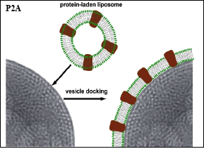 Depositing a membrane with a defined set proteins on the surface