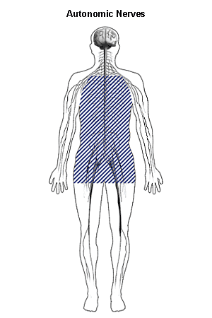 Drawing of the outline of a body with shaded areas showing the location of the autonomic nerves with the label “Autonomic Nerves.”