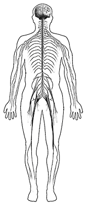Drawing of the outline of a body showing the nervous system.