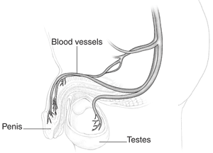 Anatomical drawing of blood vessels in the penis