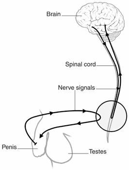 Diagram of nerve pathways from the brain to the penis