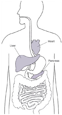 Illustration of the digestive system with heart, liver, and pancreas highlighted.