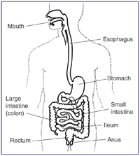 Image of the digestive track.