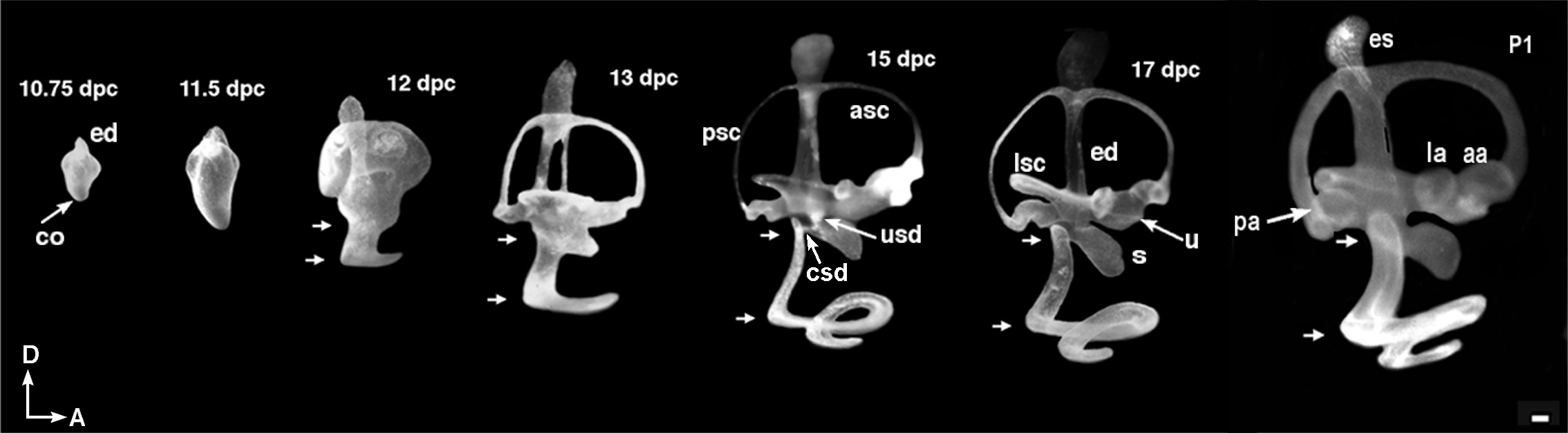 Membranous labyrinths of mouse inner ears at various stages of development were microinjected with latex paint solution
