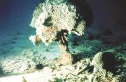 Vessel sewage discharges increase bioerosion of coral reefs, making them more susceptible to collapse.