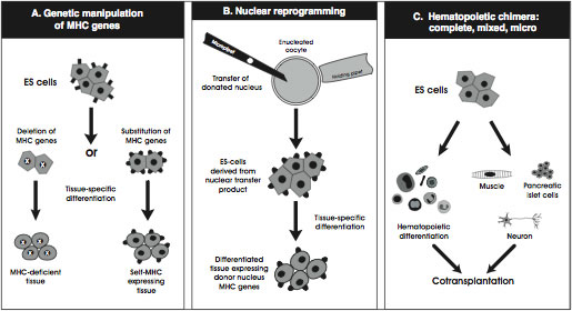 Genetic Manipulation of Human Embryonic Stem Cells