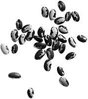Beans.