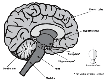 Areas of the Brain
