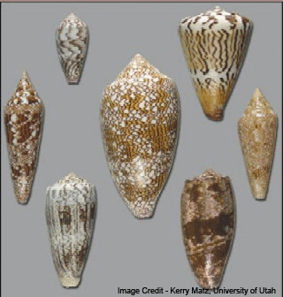 Shells of cone snails, whose venom has already yielded one analgesic and holds promise for more. Image Credit - Kerry Matz, University of Utah