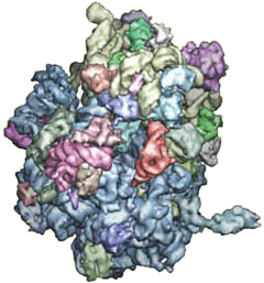 The largest structure determined by X-ray crystallography is the ribosome. The Protein Data Bank includes many structures of ribosomes, the largest more than 2,000 kilodaltons.