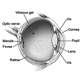 Cross-section of the eye